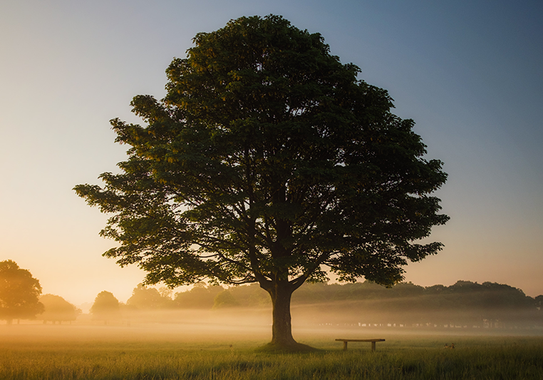 old tree at dawn